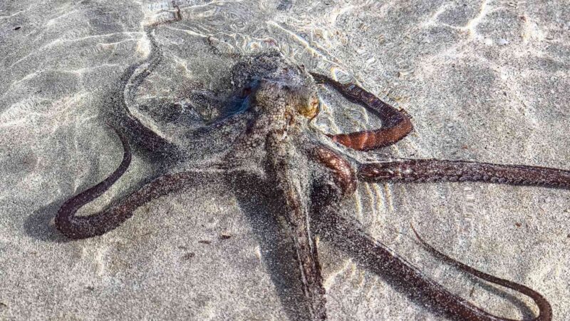 Unglaubliche Begegnung an Mallorca-Strand: Deutscher Urlauber fotografiert angespülten Kraken