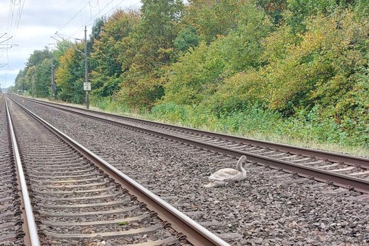 BPOL-HST: Jungen Schwan gerettet