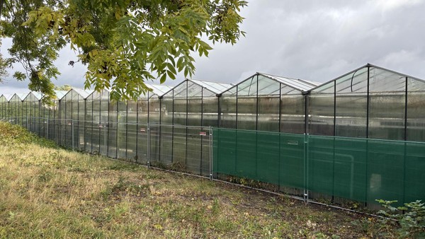 Cannabisanbau in großem Gewächshaus: Nachbarn stinkt‘s mächtig