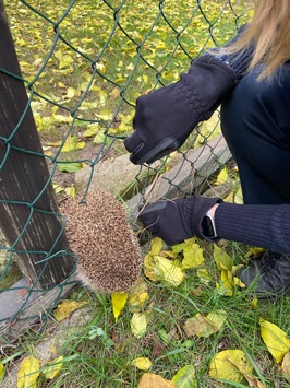 POL-PDNW: Haßloch-Igel in Not