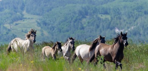 Wildpferde am Tagebau Hambach: Mäher mit Mähne