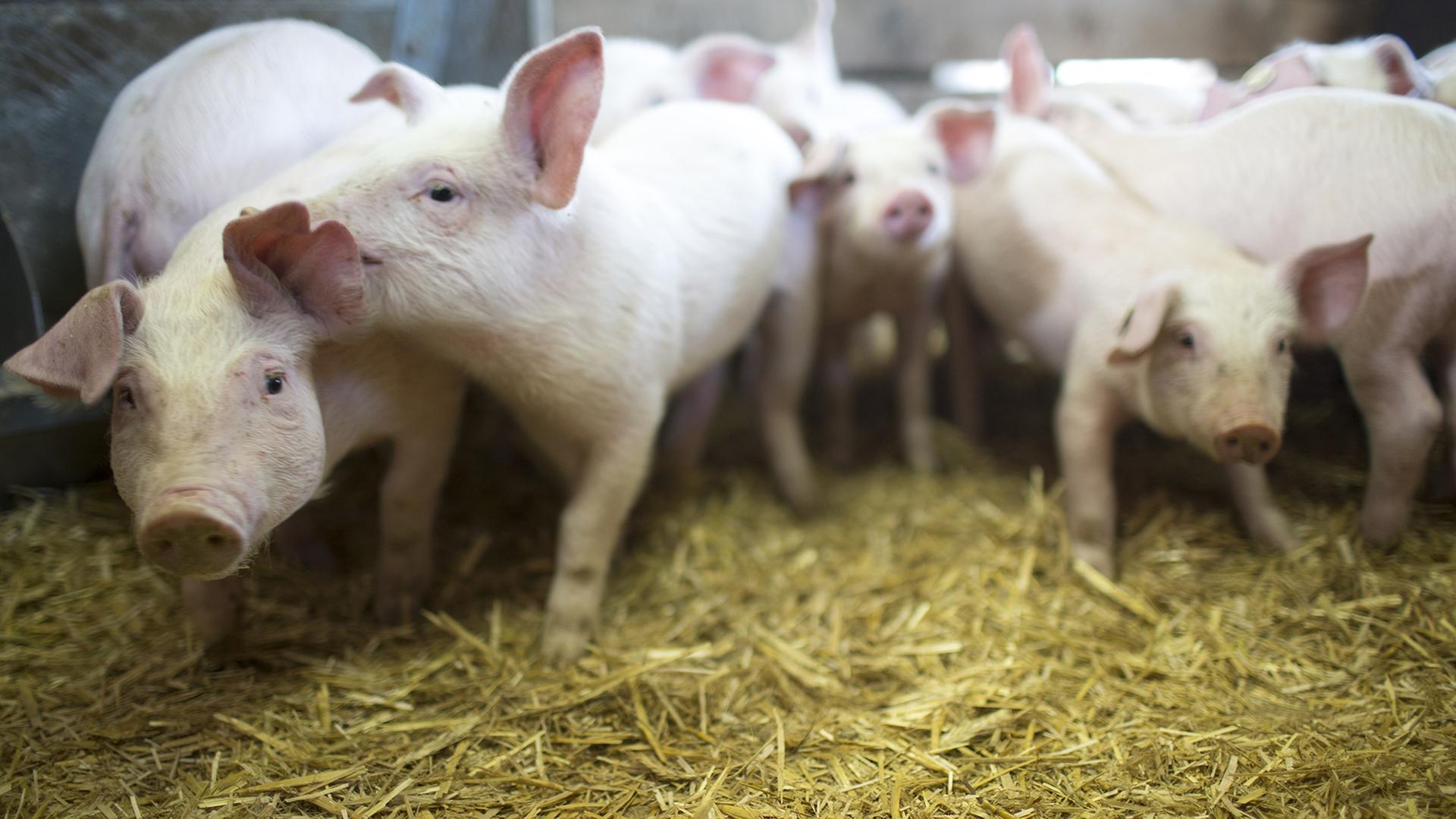 Landwirte setzen auch ohne Bio-Label auf Ökologie und Regionalität