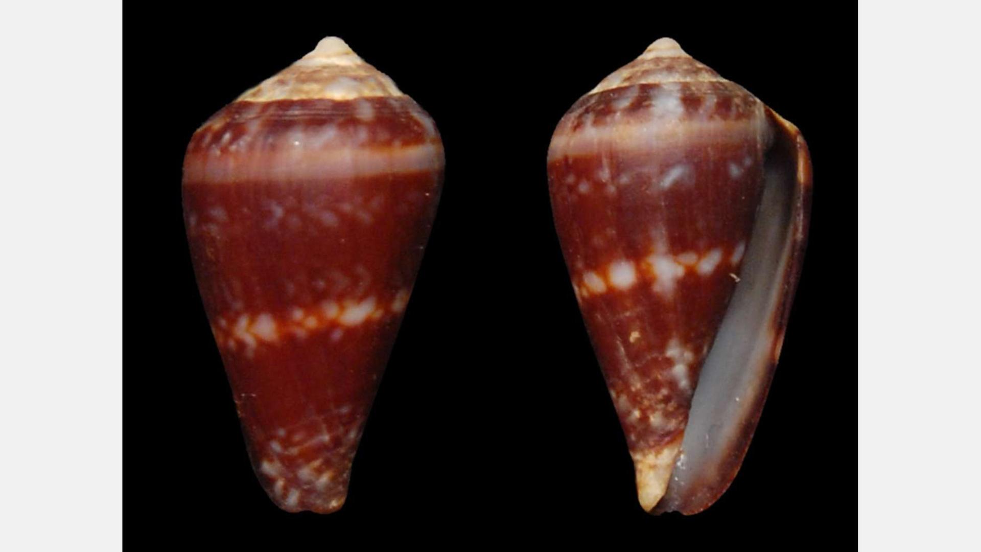 Wenn Arten verschwinden