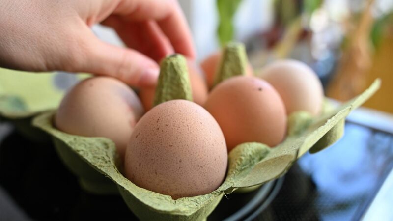 Martinsgans und Frühstücksei: Lässt die Vogelgrippe die Preise steigen?