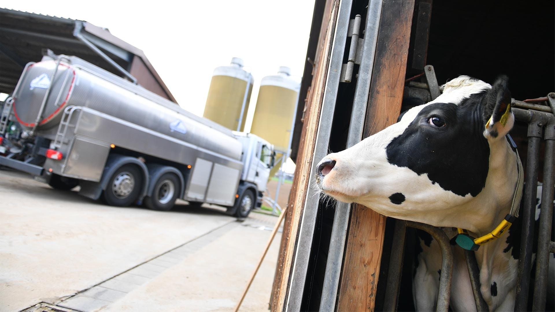 Milchviehhalter schlagen Alarm: Betriebsaufgaben drohen