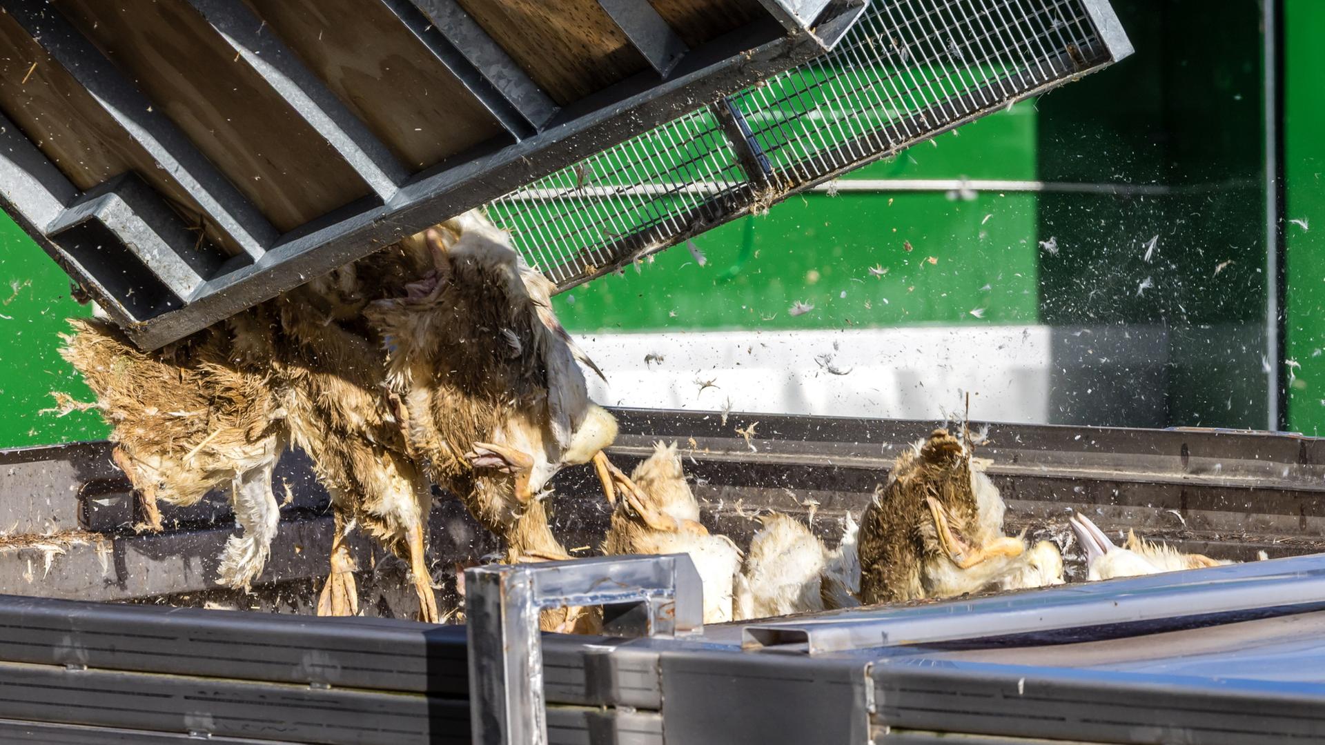 Vogelgrippe breitet sich rasant aus – 400.000 Tiere gekeult