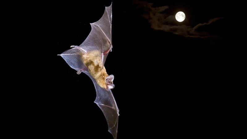 Biologische Entdeckung: Europäische Feldermausart frisst Zugvögel