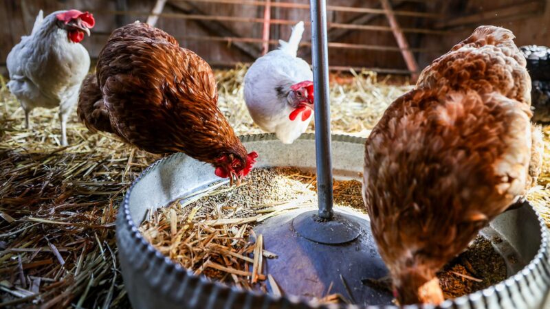Vogelgrippe: Erste Bundesländer verhängen Stallpflicht