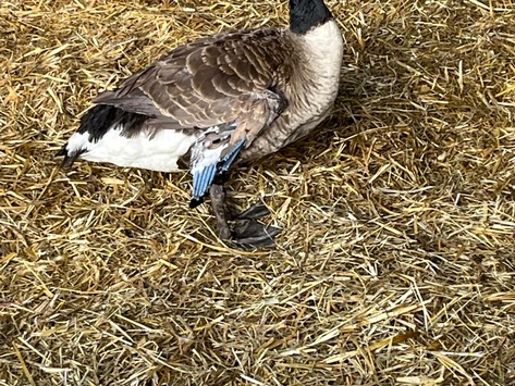 POL-Lebach: Wer hat die Gans gestohlen?