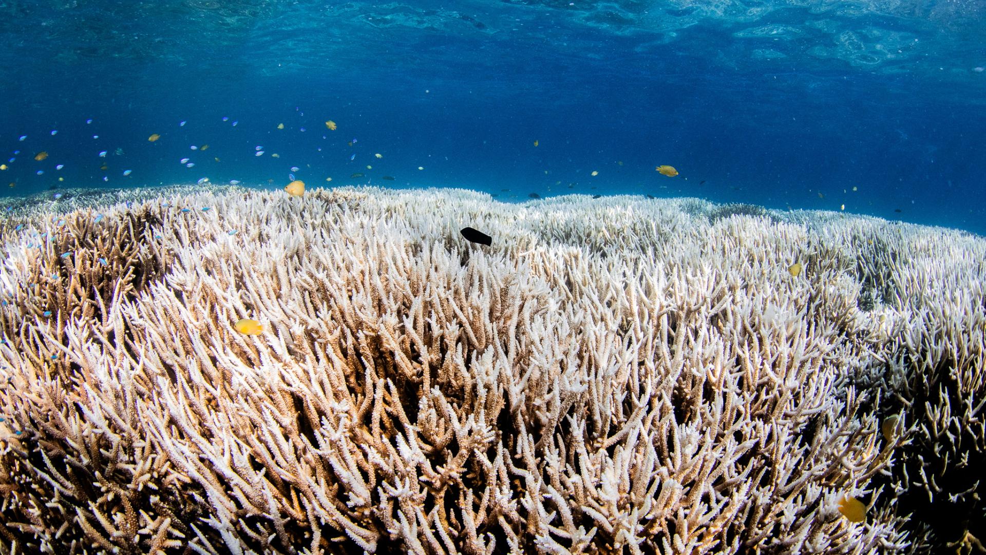 Kipppunkt erreicht: Tropische Korallenriffe kaum mehr zu retten