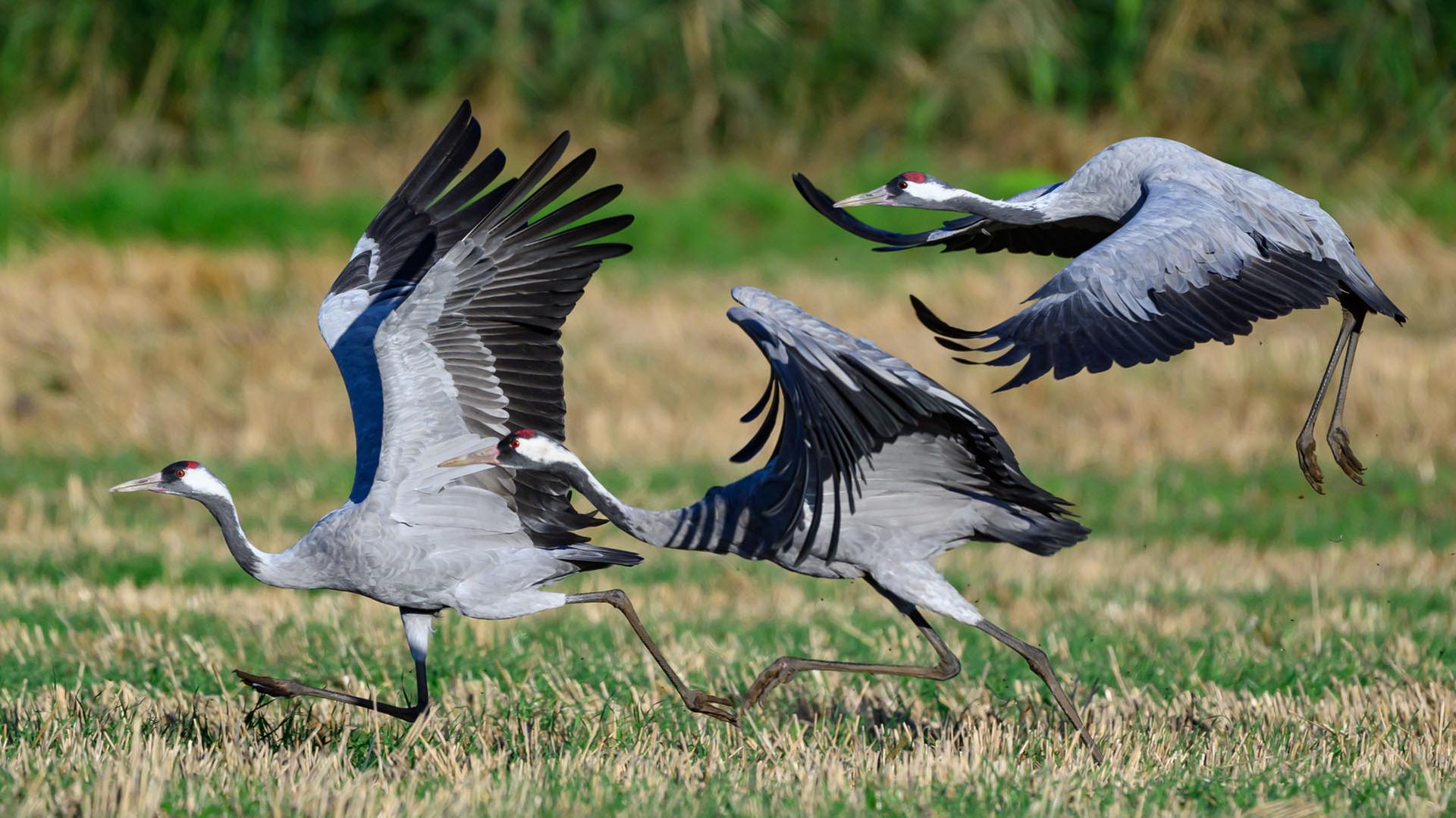 Vogelgrippe breitet sich aus – Hunderte Kraniche verendet