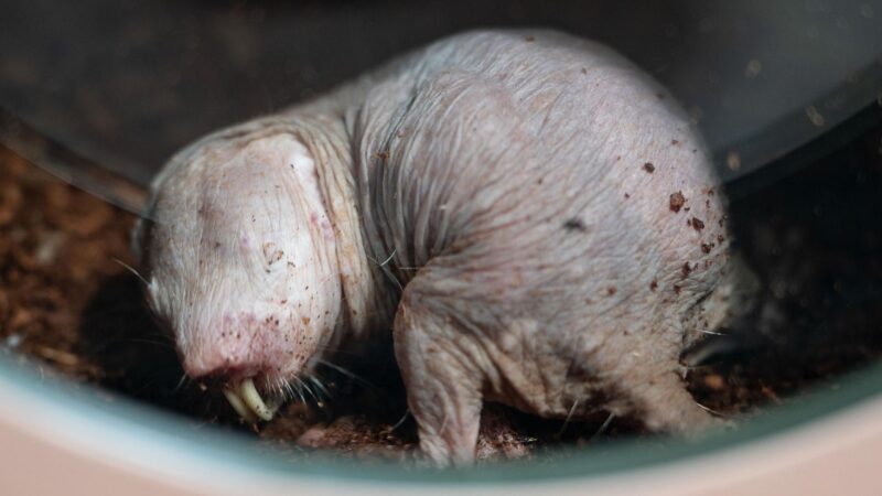 So verteilen Nacktmulle ihre Arbeit