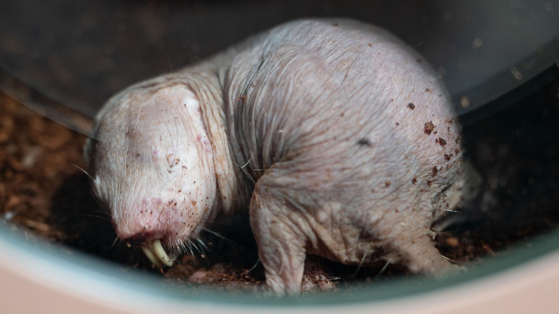 So verteilen Nacktmulle ihre Arbeit