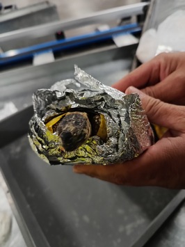 HZA-M: Sieben lebende Tunesische Landschildkröten im Handgepäck entdeckt