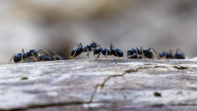 Wie Ameisen ihre Nester bei Epidemien umbauen