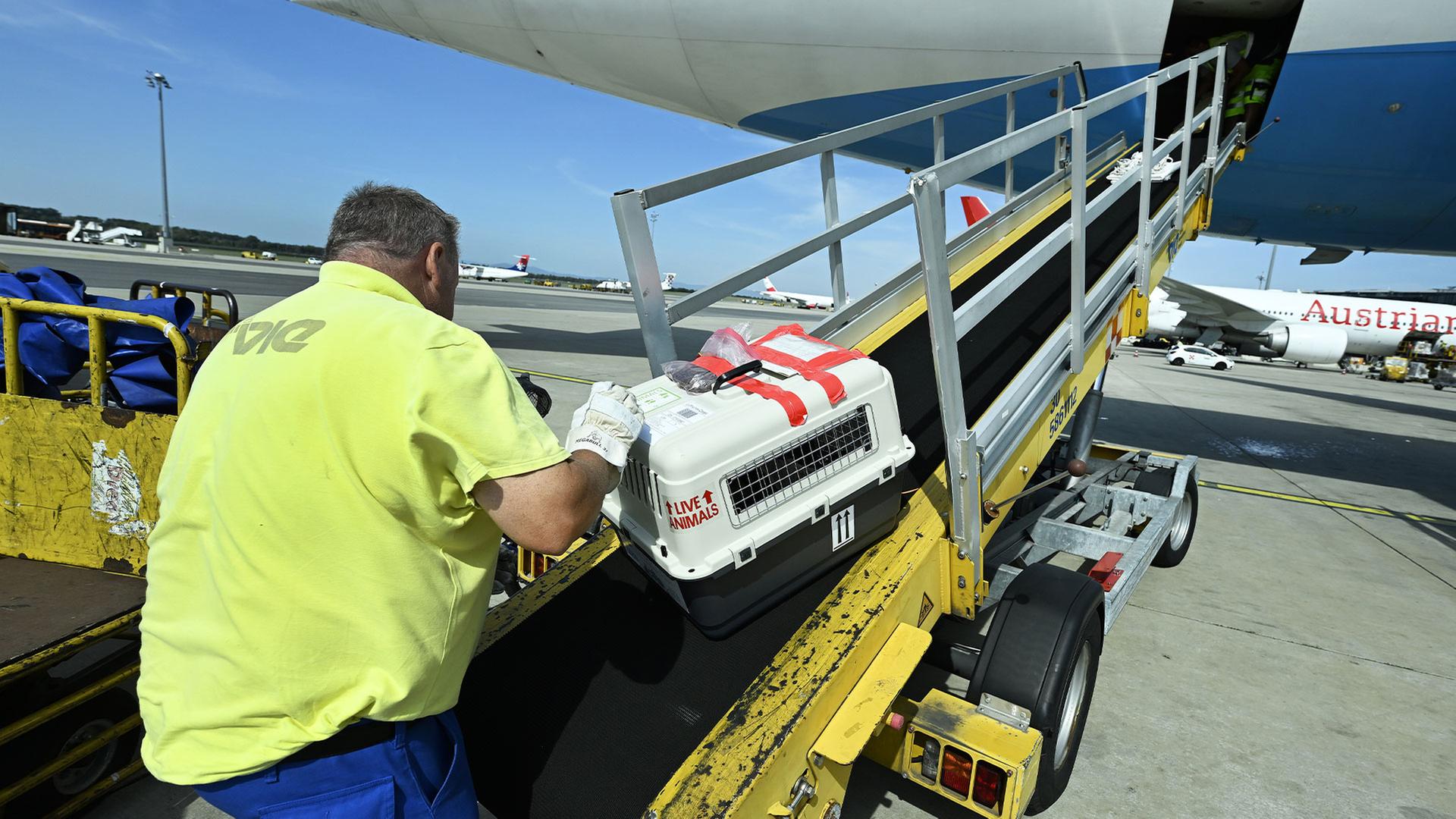 EuGH-Urteil zu Flugreisen: Hund gilt rechtlich als „Reisegepäck“