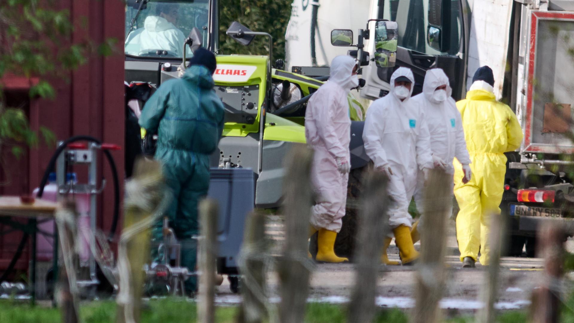 Fragen und Antworten: Wie gefährlich ist die Vogelgrippe?