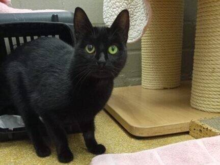 Tier der Woche aus Hilden: Zurückhaltender Kater sucht ruhiges Zuhause