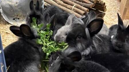 Tier der Woche aus Hilden: Acht Kaninchenbabys suchen artgerechtes Zuhause