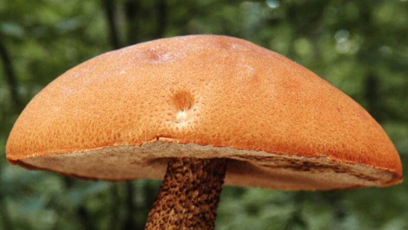 Herbst am Niederrhein: Worauf man beim Pilze sammeln achten muss