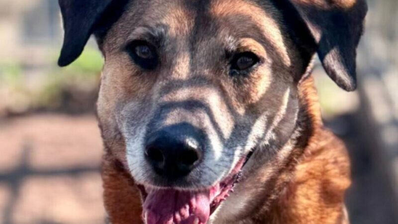 Tier der Woche aus Hilden: Sensibler Clown sucht erfahrene Menschen