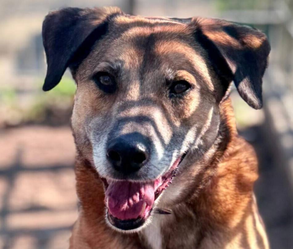 Tier der Woche aus Hilden: Sensibler Clown sucht erfahrene Menschen