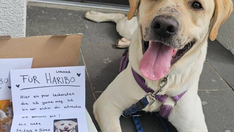 Mit zugeklebter Schnauze ausgesetzt: Spur führt nach Mettmann – Wer hat Labrador Haribo gequält?