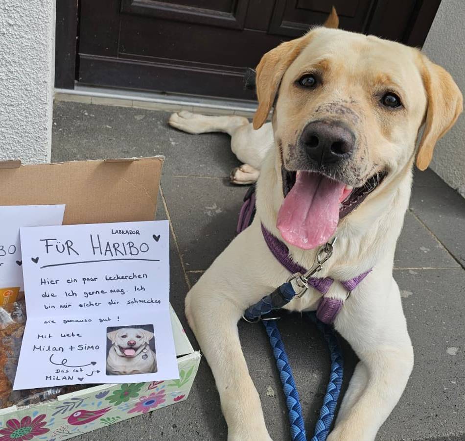 Mit zugeklebter Schnauze ausgesetzt: Spur führt nach Mettmann – Wer hat Labrador Haribo gequält?