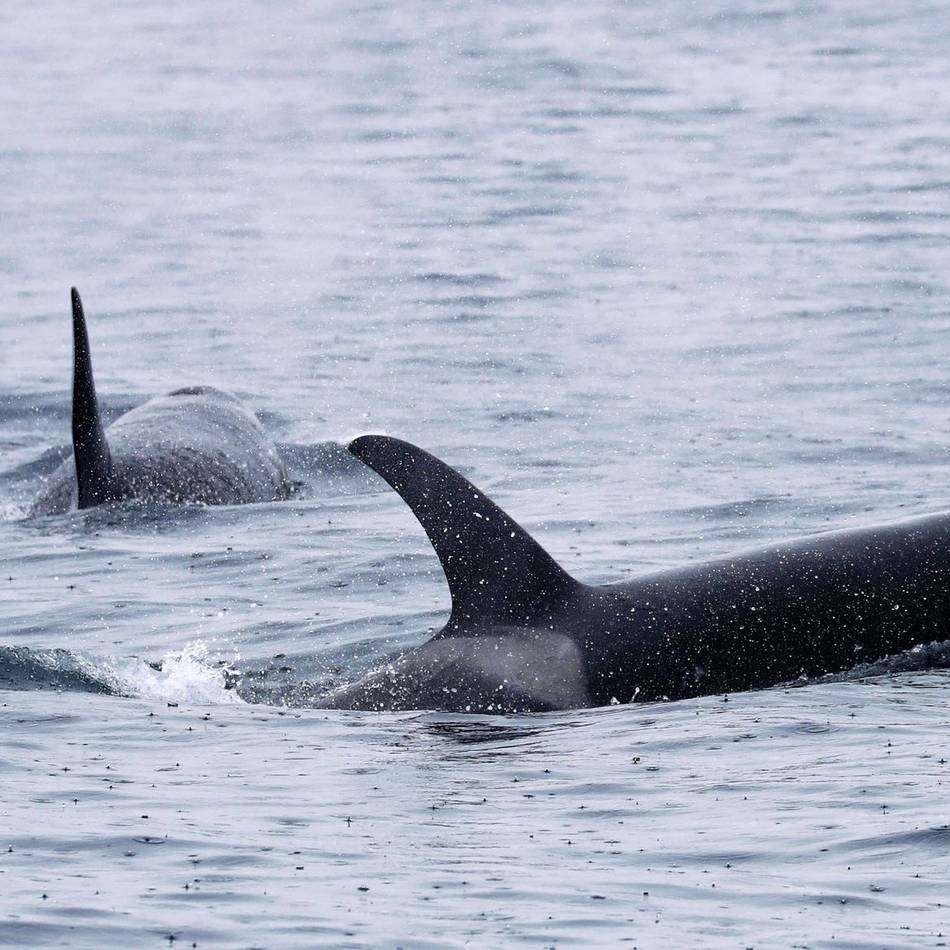Leck im Rumpf des Bootes: Orcas versenken Segeljacht vor Portugals Küste – fünfköpfige Familie gerettet