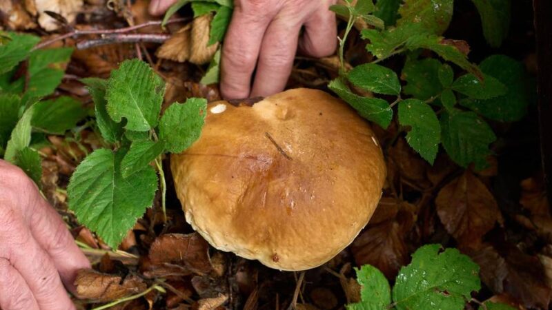 Achtung, Naturschutzgebiet!: Hier ist Pilze Sammeln verboten