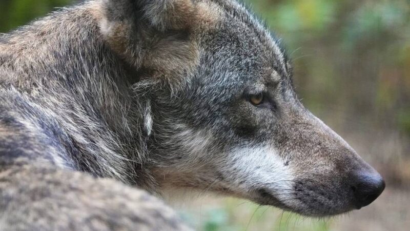 „Günstiger Erhaltungszustand“: Bundesregierung arbeitet an rechtlicher Grundlage für den Abschuss von Wölfen