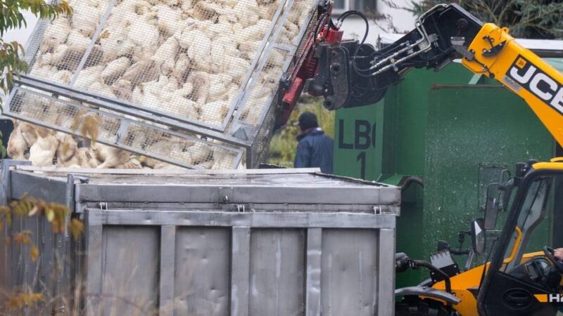 Für Menschen keine Gefahr – noch nicht: Mehr Wachsamkeit bei der Vogelgrippe