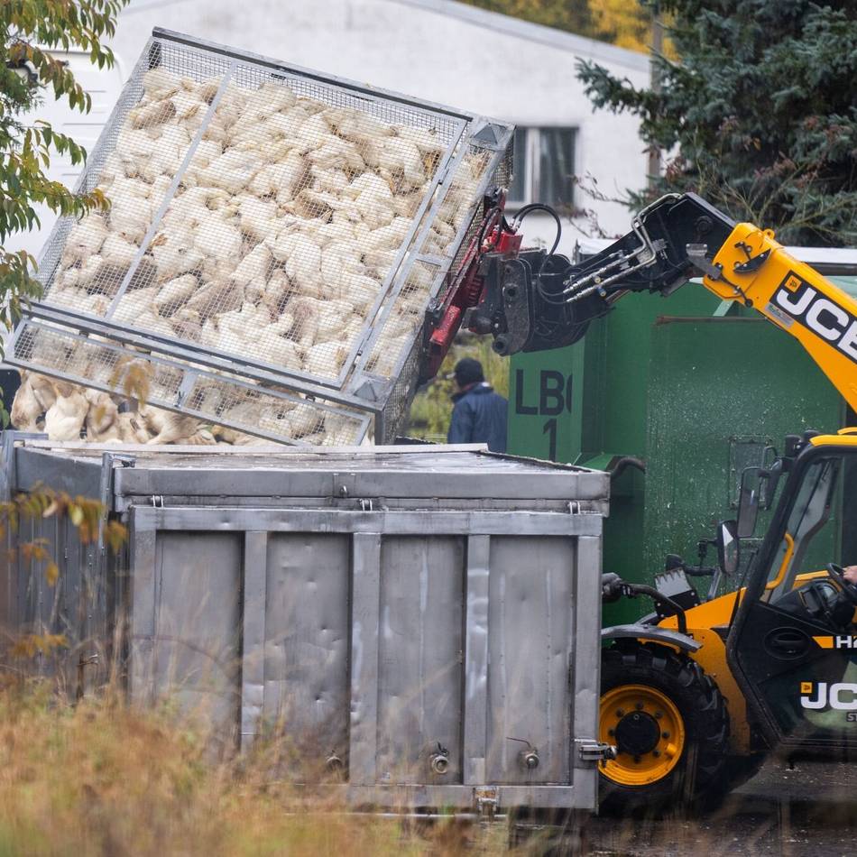 Für Menschen keine Gefahr – noch nicht: Mehr Wachsamkeit bei der Vogelgrippe