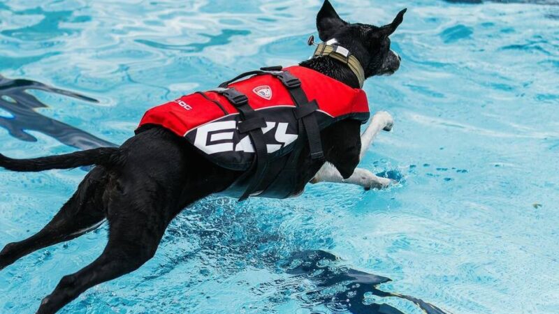 Aktion der Stadtwerke Heiligenhaus: Heljensbad öffnet zum Hundeschwimmen