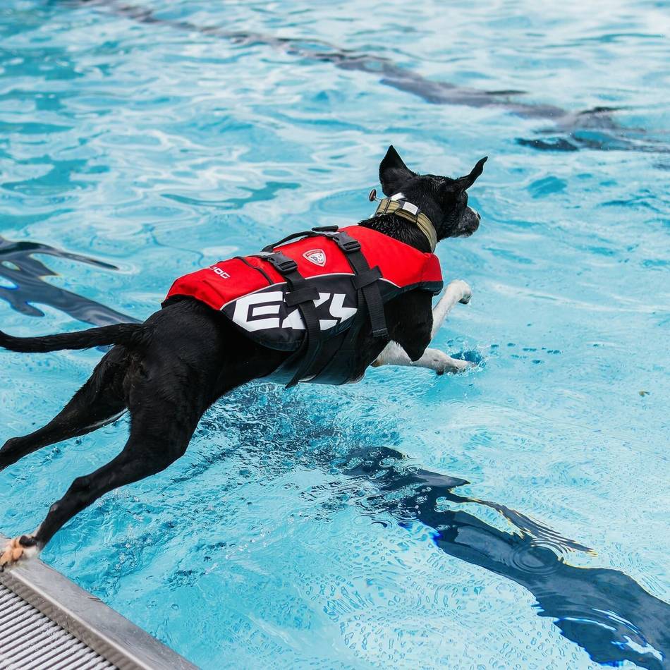 Aktion der Stadtwerke Heiligenhaus: Heljensbad öffnet zum Hundeschwimmen