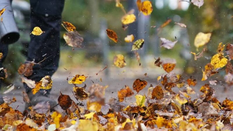 Umwelt in Meerbusch: Warum Experten vor Laubbläsern warnen