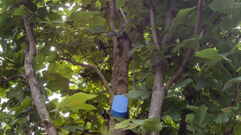 Klimawandel in Düsseldorf: Stadt pflanzt Bäume im Stadtbezirk 10 nach