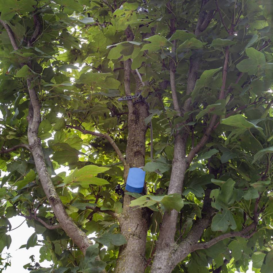 Klimawandel in Düsseldorf: Stadt pflanzt Bäume im Stadtbezirk 10 nach