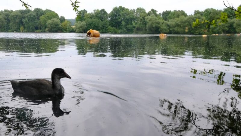 Arbeiten des den Bergisch-Rheinischen Wasserverband: Wie der Abtskücher Teich sein Gesicht verändert