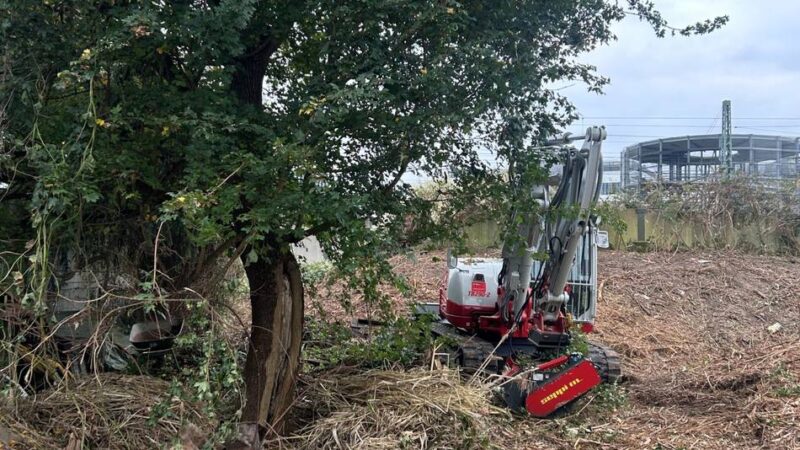 Protest in Düsseldorf: Gerettet geglaubter Baum wird nun doch gefällt – „Was sollen wir noch dagegen tun?“