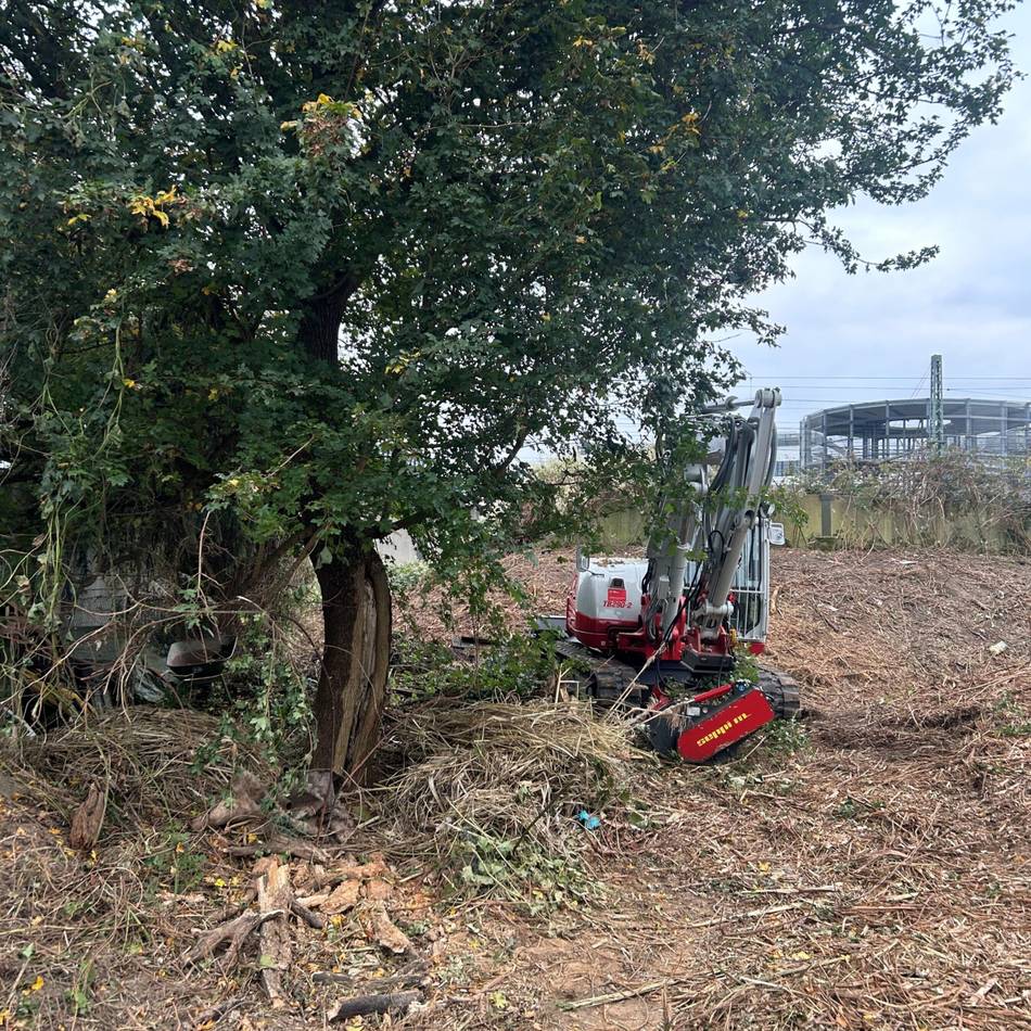 Protest in Düsseldorf: Gerettet geglaubter Baum wird nun doch gefällt – „Was sollen wir noch dagegen tun?“