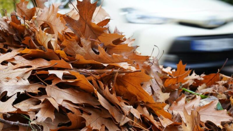 Stadt Meerbusch erinnert zum Herbstbeginn: Diese Regeln gelten bei der Entsorgung von Laub