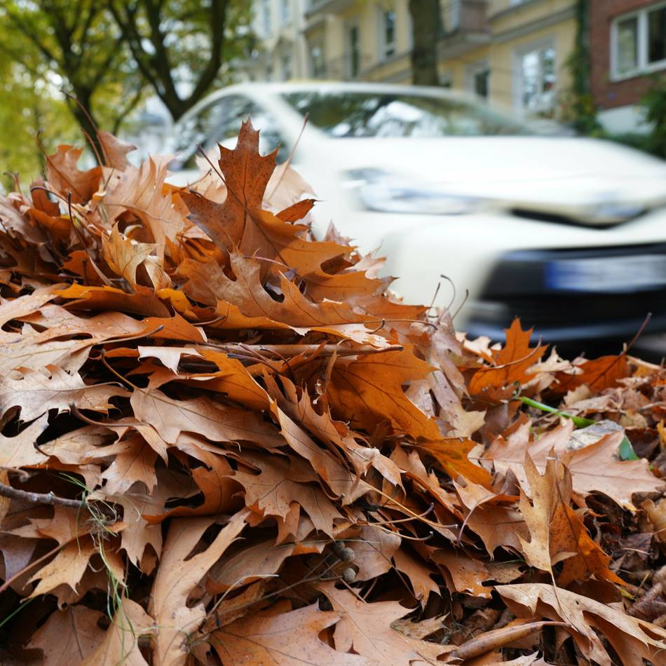 Stadt Meerbusch erinnert zum Herbstbeginn: Diese Regeln gelten bei der Entsorgung von Laub