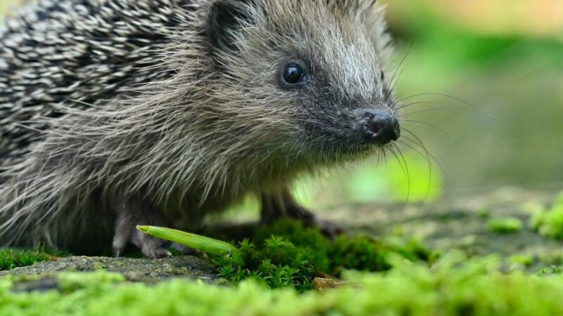 Tierschützer appellieren: Bitte mehr Rücksicht auf Tiere bei Gartenpflege