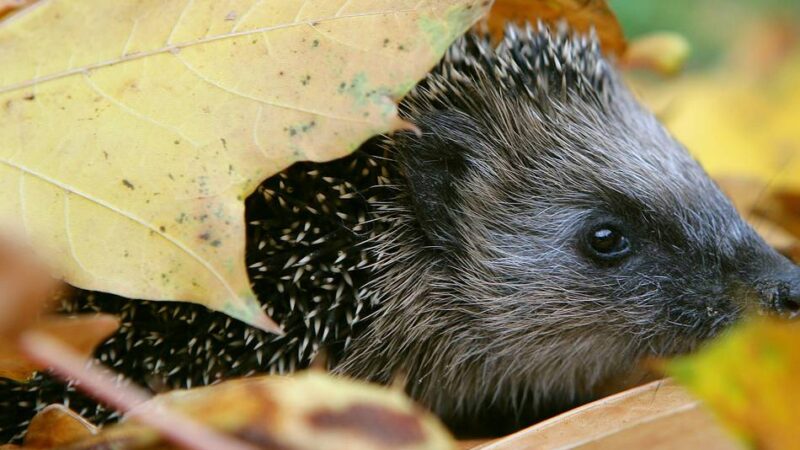 Weniger Ordnung, mehr Artenvielfalt: So wird der Garten tierfreundlich winterfest