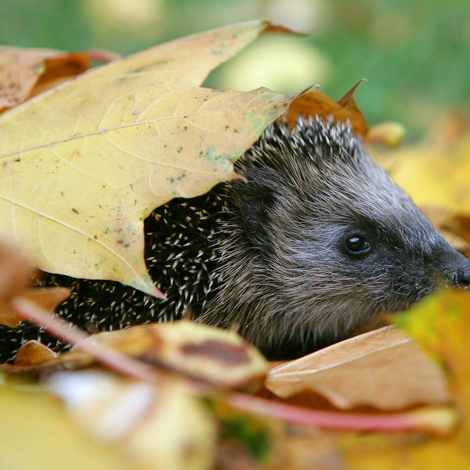 Weniger Ordnung, mehr Artenvielfalt: So wird der Garten tierfreundlich winterfest