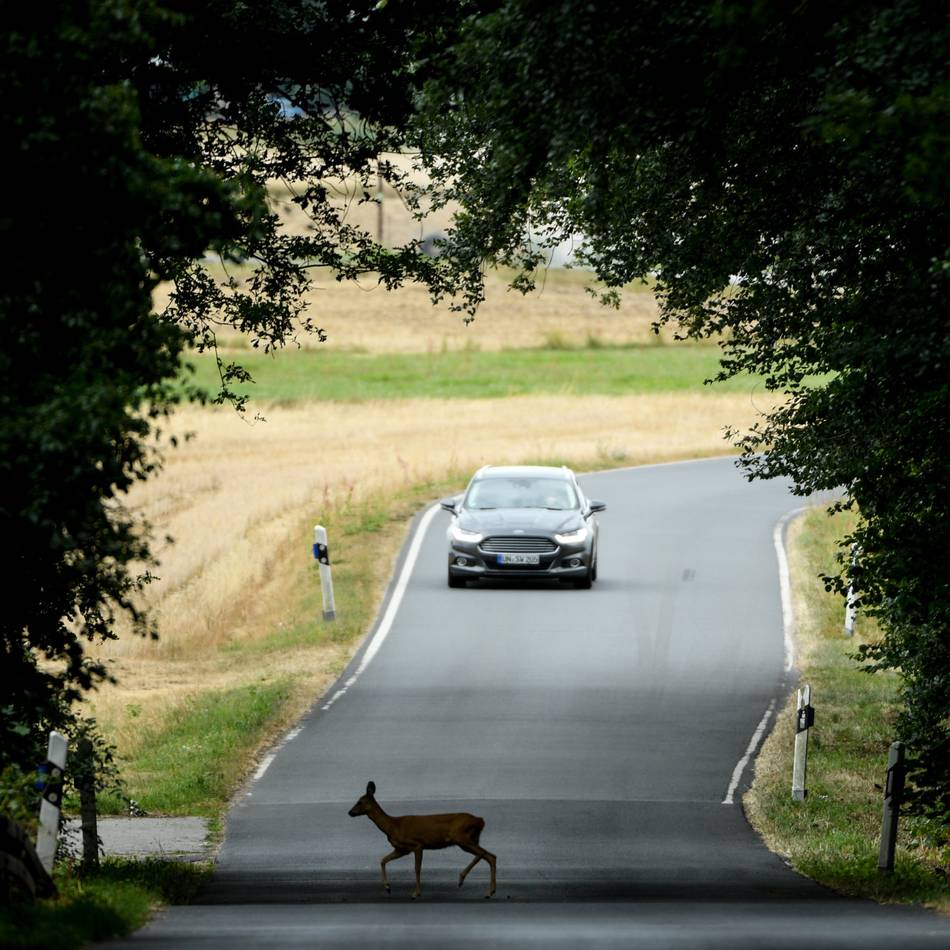 Milliardenschäden durch Unfälle: Was tun bei Wild auf der Fahrbahn?