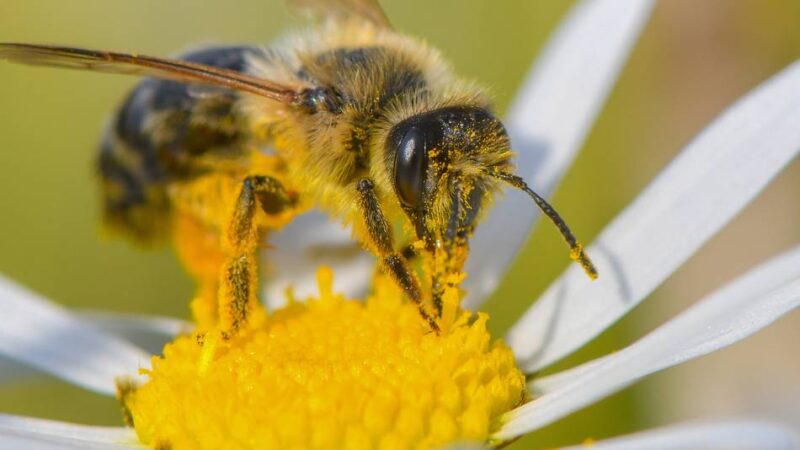 Wettbewerb in Hilden belohnt Nachhaltigkeit: Unternehmen sorgen für mehr Grün in der Stadt