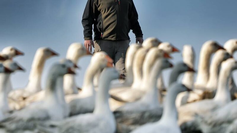 Anspannung auch in Mettmann: Vogelgrippe – die Nervosität steigt beim Gänsebauern von Gut Schobbenhaus
