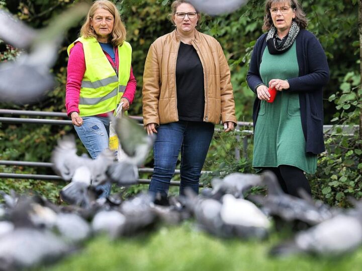 Projektstart in Mettmann: So werden die Tauben vom Jubi weggelockt